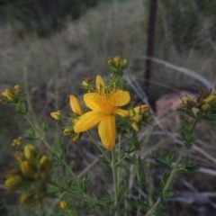 Hypericum perforatum (St John's Wort) at Pine Island to Point Hut - 1 Nov 2014 by michaelb