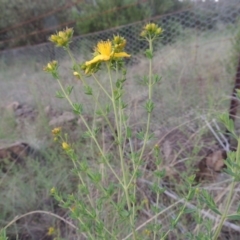 Hypericum perforatum at Greenway, ACT - 1 Nov 2014 07:12 PM