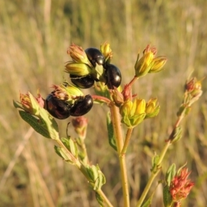 Hypericum perforatum at Paddys River, ACT - 2 Nov 2014