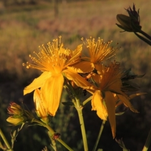 Hypericum perforatum at Paddys River, ACT - 2 Nov 2014