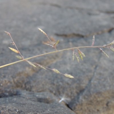 Eragrostis brownii (Common Love Grass) at Paddys River, ACT - 2 Nov 2014 by michaelb