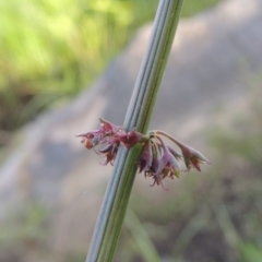 Rumex brownii (Slender Dock) at Pine Island to Point Hut - 2 Nov 2014 by michaelb