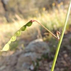 Grona varians (Slender Tick-Trefoil) at Pine Island to Point Hut - 2 Nov 2014 by michaelb