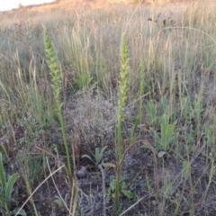 Microtis parviflora at Bonython, ACT - 2 Nov 2014