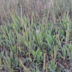 Plantago varia (Native Plaintain) at Pine Island to Point Hut - 2 Nov 2014 by michaelb