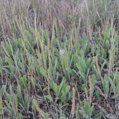 Plantago varia (Native Plaintain) at Bonython, ACT - 2 Nov 2014 by michaelb