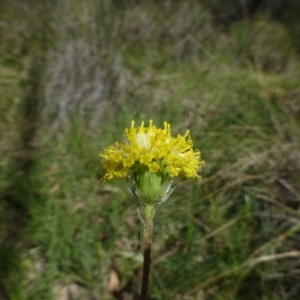 Leptorhynchos elongatus at O'Connor, ACT - 2 Oct 2014