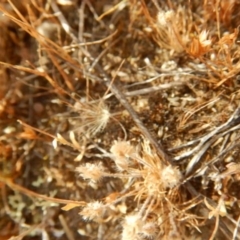 Centrolepis strigosa at Gungahlin, ACT - 13 Nov 2014