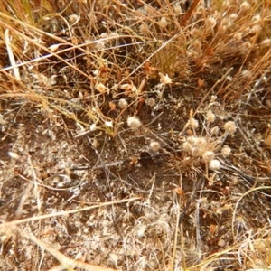 Centrolepis strigosa at Gungahlin, ACT - 13 Nov 2014 04:24 PM