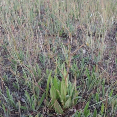 Rumex dumosus (Wiry Dock) at Bonython, ACT - 2 Nov 2014 by MichaelBedingfield