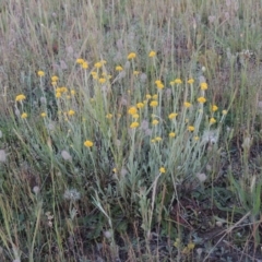 Chrysocephalum apiculatum (Common Everlasting) at Pine Island to Point Hut - 2 Nov 2014 by michaelb