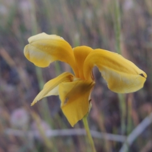 Goodenia pinnatifida at Bonython, ACT - 2 Nov 2014 07:54 PM