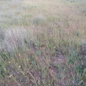 Goodenia pinnatifida at Bonython, ACT - 2 Nov 2014 07:54 PM