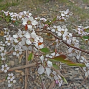 Gaudium brevipes at Paddys River, ACT - 15 Nov 2014 08:57 AM