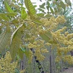 Pomaderris aspera (Hazel Pomaderris) at Paddys River, ACT - 14 Nov 2014 by galah681