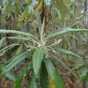 Bedfordia arborescens at Paddys River, ACT - 15 Nov 2014 09:16 AM