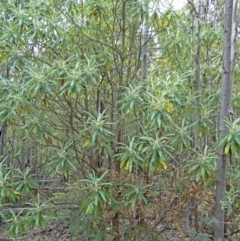 Bedfordia arborescens at Paddys River, ACT - 15 Nov 2014 09:16 AM