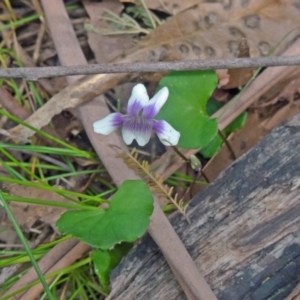 Viola hederacea at Paddys River, ACT - 15 Nov 2014