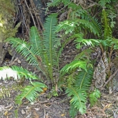 Blechnum nudum (Fishbone Water Fern) at Paddys River, ACT - 14 Nov 2014 by galah681