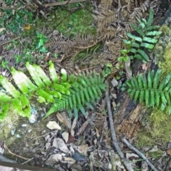 Blechnum minus (Soft Water Fern) at Paddys River, ACT - 14 Nov 2014 by galah681