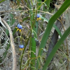 Dianella tasmanica (Tasman Flax Lily) at Paddys River, ACT - 15 Nov 2014 by galah681