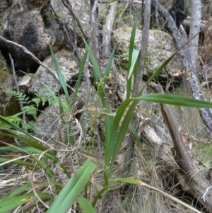 Dianella tasmanica at Paddys River, ACT - 15 Nov 2014 09:44 AM