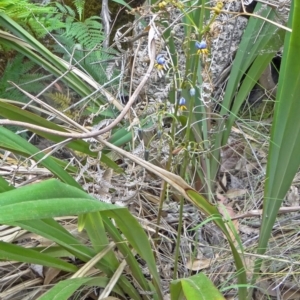 Dianella tasmanica at Paddys River, ACT - 15 Nov 2014 09:44 AM