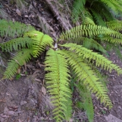 Polystichum proliferum (Mother Shield Fern) at Paddys River, ACT - 15 Nov 2014 by galah681