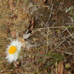 Leucochrysum albicans subsp. tricolor at Symonston, ACT - 16 Nov 2014