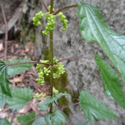 Urtica incisa (Stinging Nettle) at Paddys River, ACT - 14 Nov 2014 by galah681