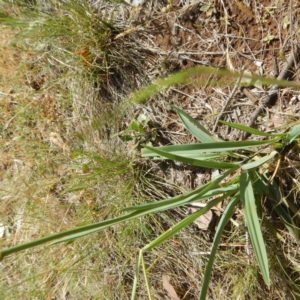 Dianella sp. aff. longifolia (Benambra) at Symonston, ACT - 16 Nov 2014 03:23 PM