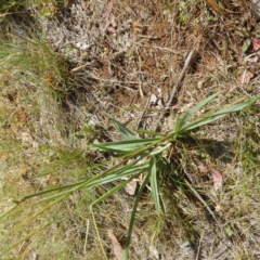 Dianella sp. aff. longifolia (Benambra) at Symonston, ACT - 16 Nov 2014 03:23 PM