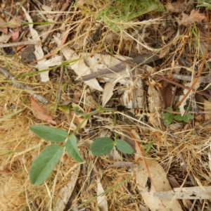 Oxytes brachypoda at Jerrabomberra, ACT - 16 Nov 2014 04:14 PM