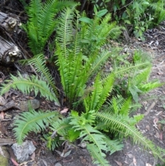 Blechnum nudum (Fishbone Water Fern) at Paddys River, ACT - 15 Nov 2014 by galah681