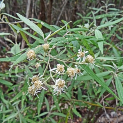 Olearia lirata (Snowy Daisybush) at Paddys River, ACT - 14 Nov 2014 by galah681