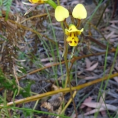 Diuris sulphurea (Tiger Orchid) at Paddys River, ACT - 15 Nov 2014 by galah681