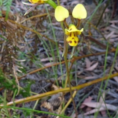 Diuris sulphurea (Tiger Orchid) at Paddys River, ACT - 15 Nov 2014 by galah681
