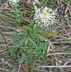 Pimelea linifolia (Slender Rice Flower) at Paddys River, ACT - 15 Nov 2014 by galah681