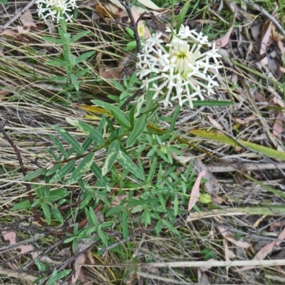 Pimelea linifolia (Slender Rice Flower) at Paddys River, ACT - 15 Nov 2014 by galah681