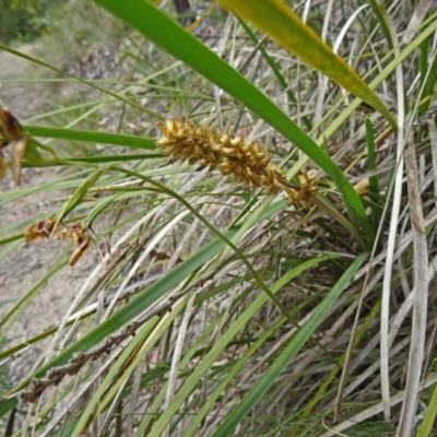 Lomandra longifolia (Spiny-headed Mat-rush, Honey Reed) at Tidbinbilla Nature Reserve - 14 Nov 2014 by galah681
