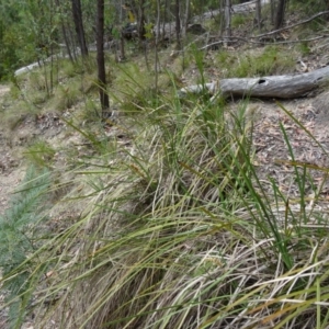 Lomandra longifolia at Paddys River, ACT - 15 Nov 2014