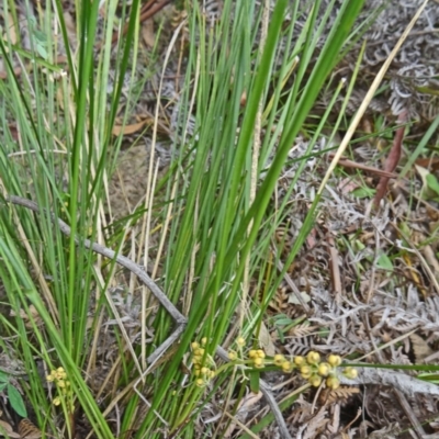 Lomandra filiformis subsp. filiformis (Wattle Matrush) at Paddys River, ACT - 15 Nov 2014 by galah681