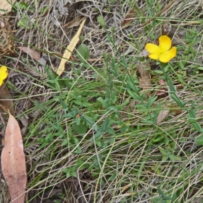 Hypericum gramineum (Small St Johns Wort) at Paddys River, ACT - 15 Nov 2014 by galah681