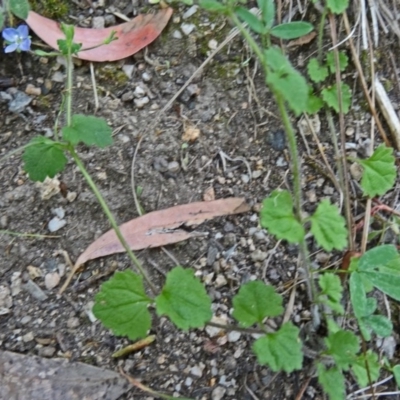 Veronica calycina (Hairy Speedwell) at Paddys River, ACT - 15 Nov 2014 by galah681