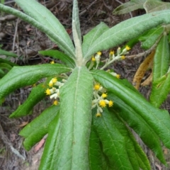 Bedfordia arborescens (Blanket Bush) at Paddys River, ACT - 14 Nov 2014 by galah681