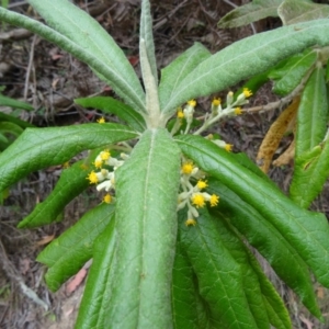 Bedfordia arborescens at Paddys River, ACT - 15 Nov 2014 10:22 AM