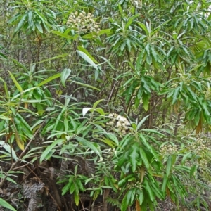 Bedfordia arborescens at Paddys River, ACT - 15 Nov 2014 10:22 AM