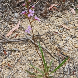 Stylidium armeria subsp. armeria at Paddys River, ACT - 15 Nov 2014 10:32 AM