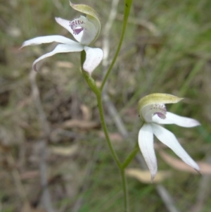 Caladenia moschata at Paddys River, ACT - suppressed