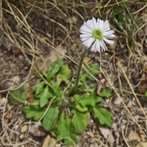 Lagenophora stipitata at Paddys River, ACT - 15 Nov 2014